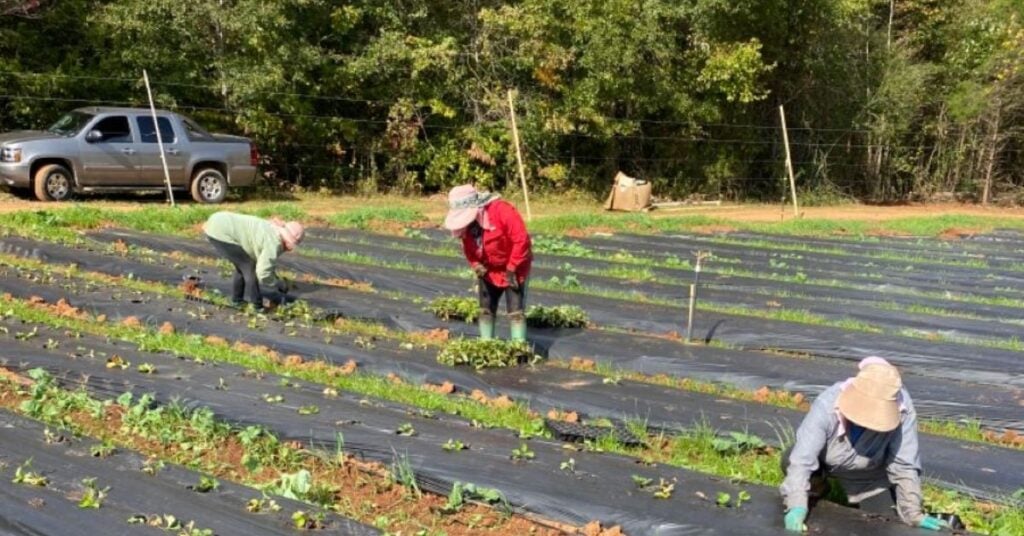 Farm Wⲟrker Jobs in New Zealand